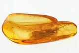 Detailed Fossil Caddisfly (Trichoptera) In Baltic Amber #328204-1